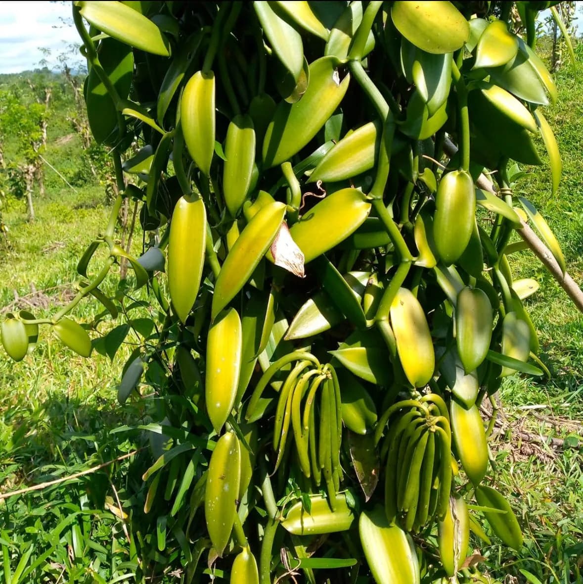 Our Partner Plantations