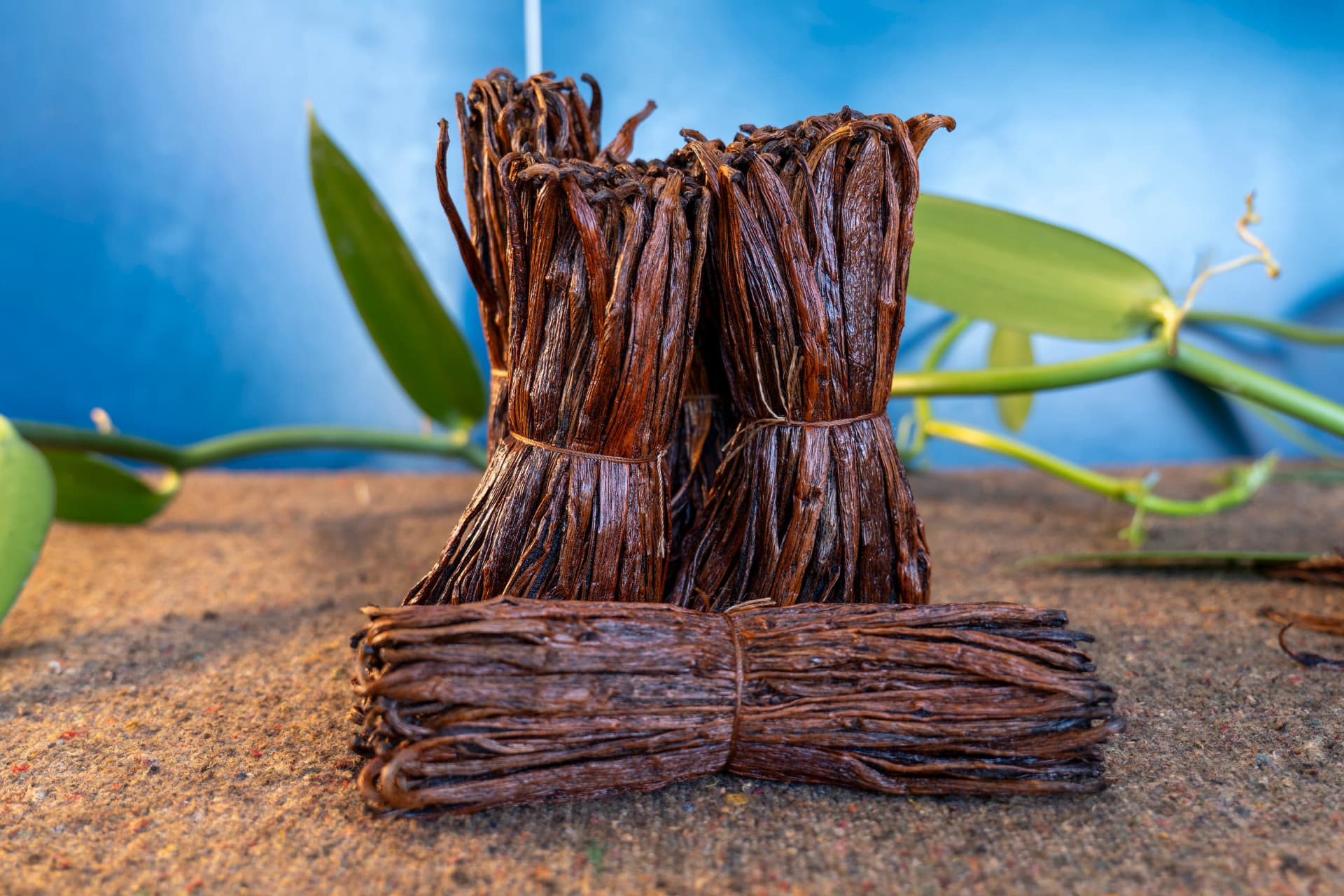 Red Vanilla, USA Type
