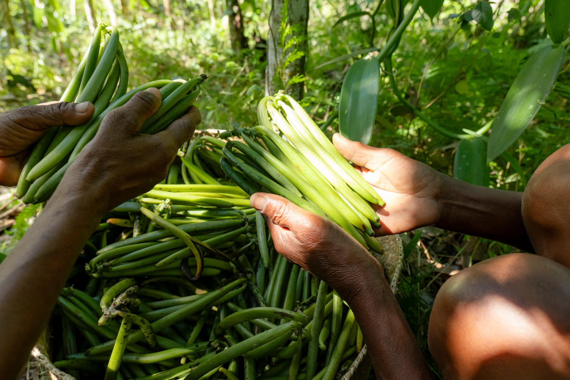 Harvest