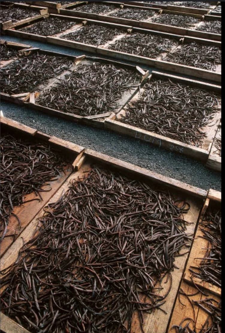 Drying & Curing
