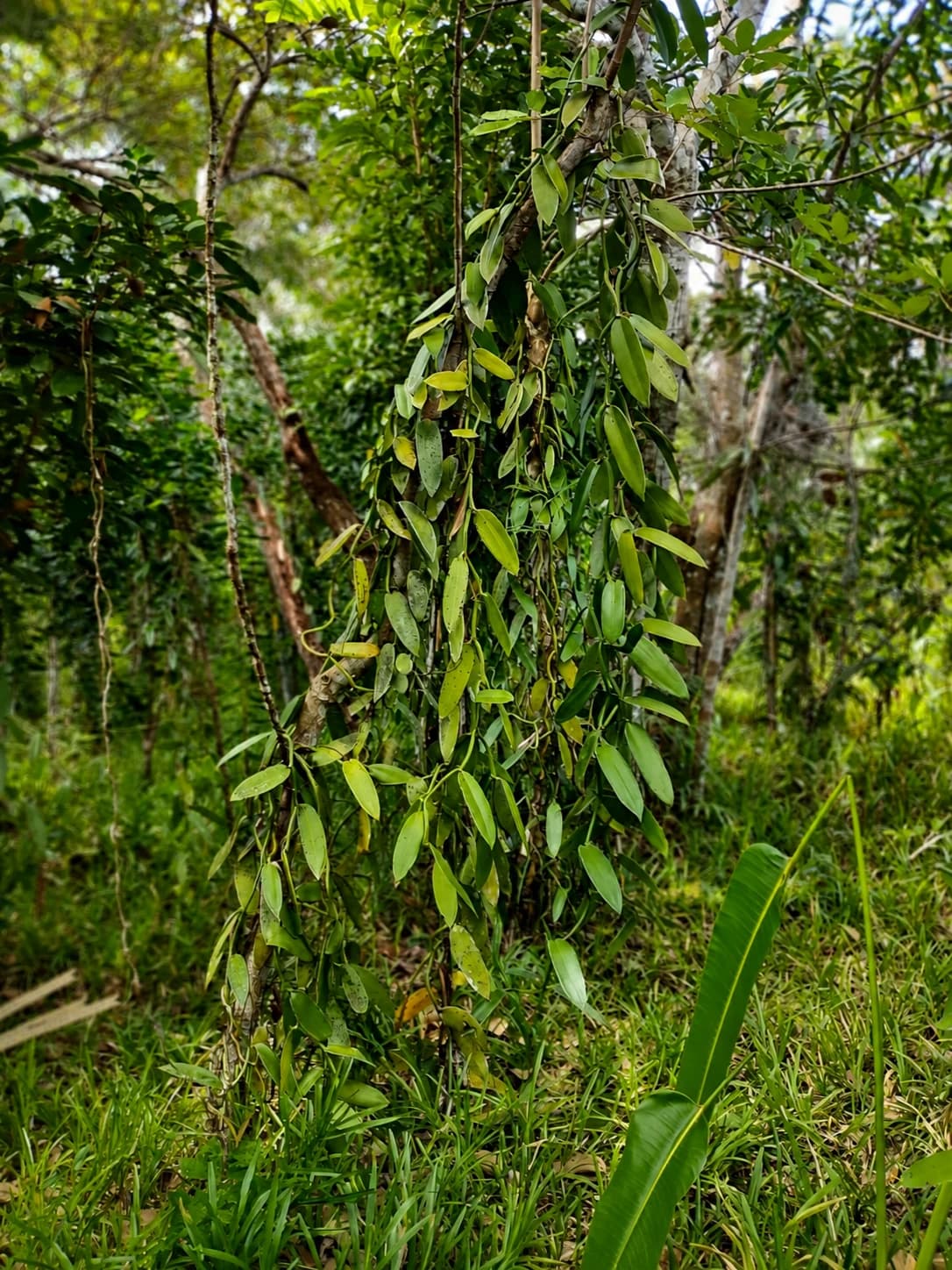 Vanilla plantation in Madagascar